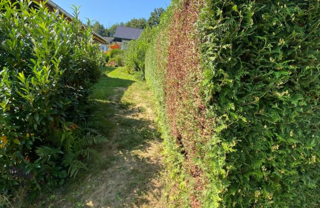 Hecke schneiden 4 Hecke schneiden