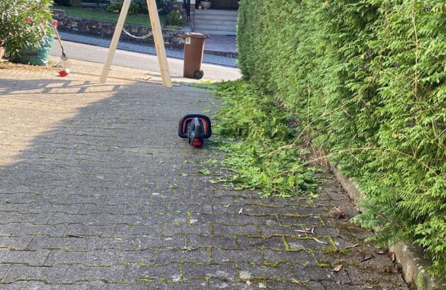 Hecke schneiden 1 Hecke schneiden