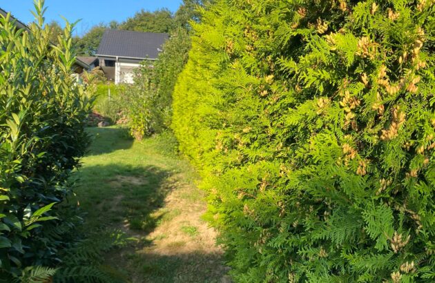 Hecke schneiden 3 Hecke schneiden